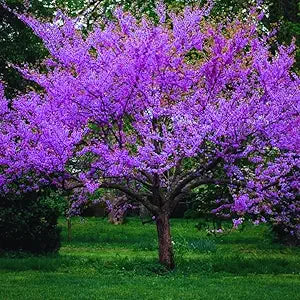 Redbud Tree for planting
