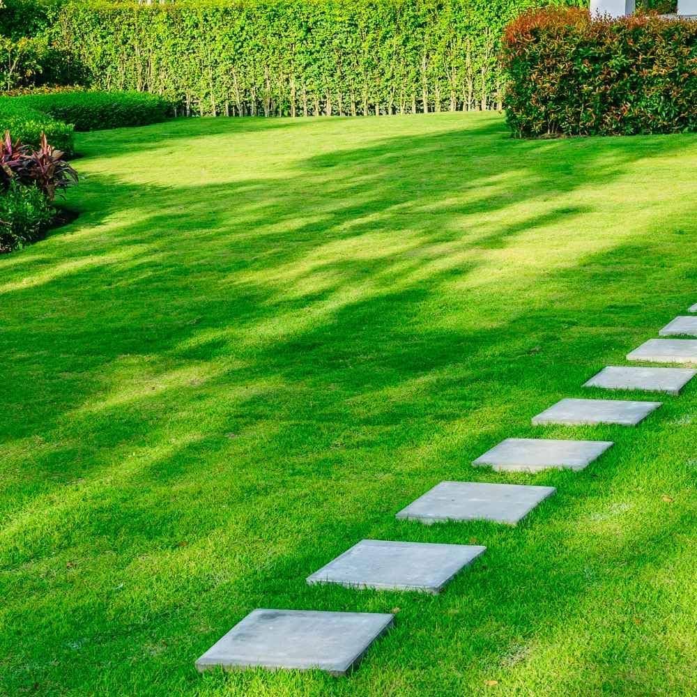 Colorful turfgrass seeds for soft lawn planting