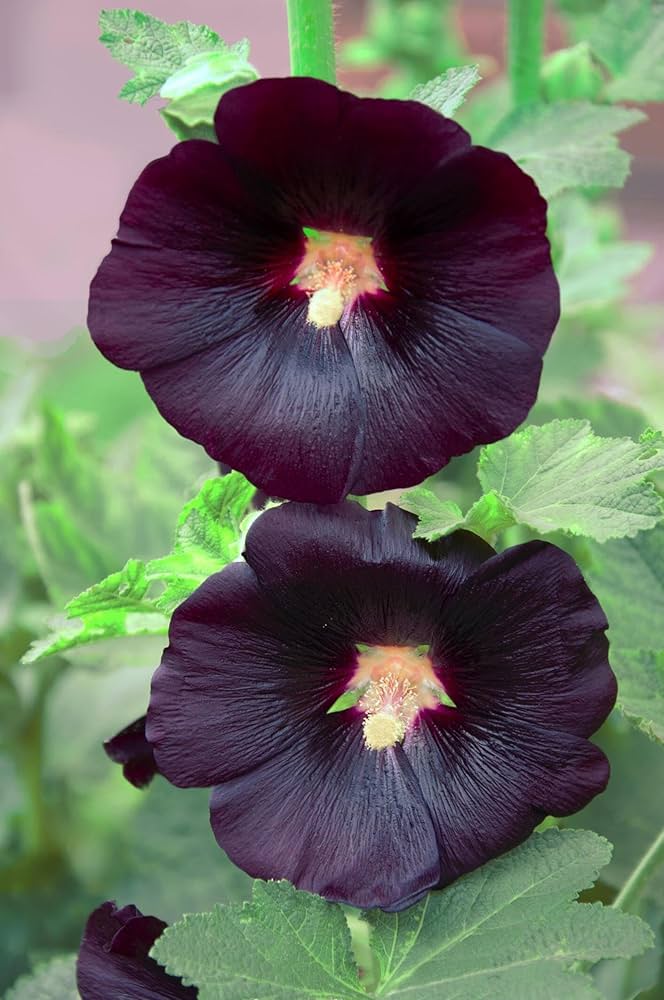 Heirloom Non-GMO Black Hollyhock Flower Seeds for Planting – Tall Dramatic Blooms for Cottage Gardens