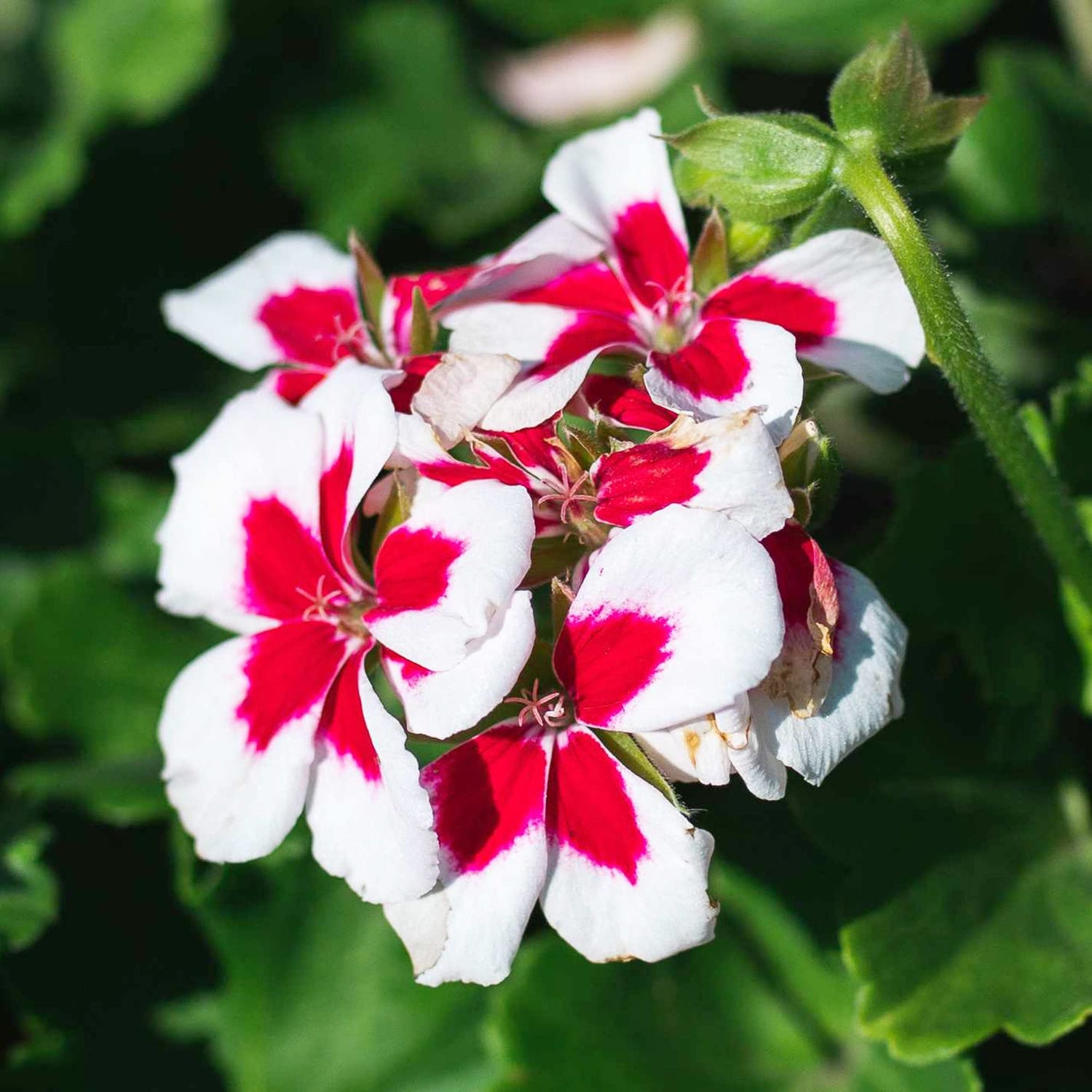 Red Stork Bill Geranium – Pelargonium seeds for planting