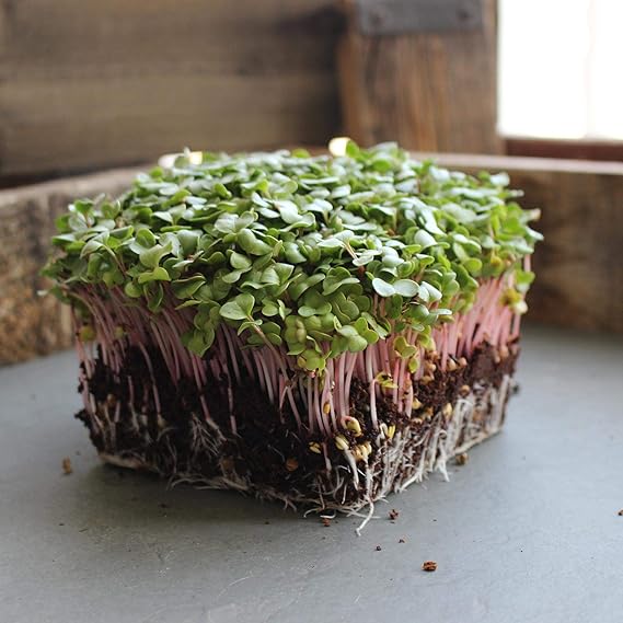 Radish Raphanus Sativus Ravanello Red Vegetable Seeds for Planting – Fast-Growing Crisp Variety for Backyard Gardens