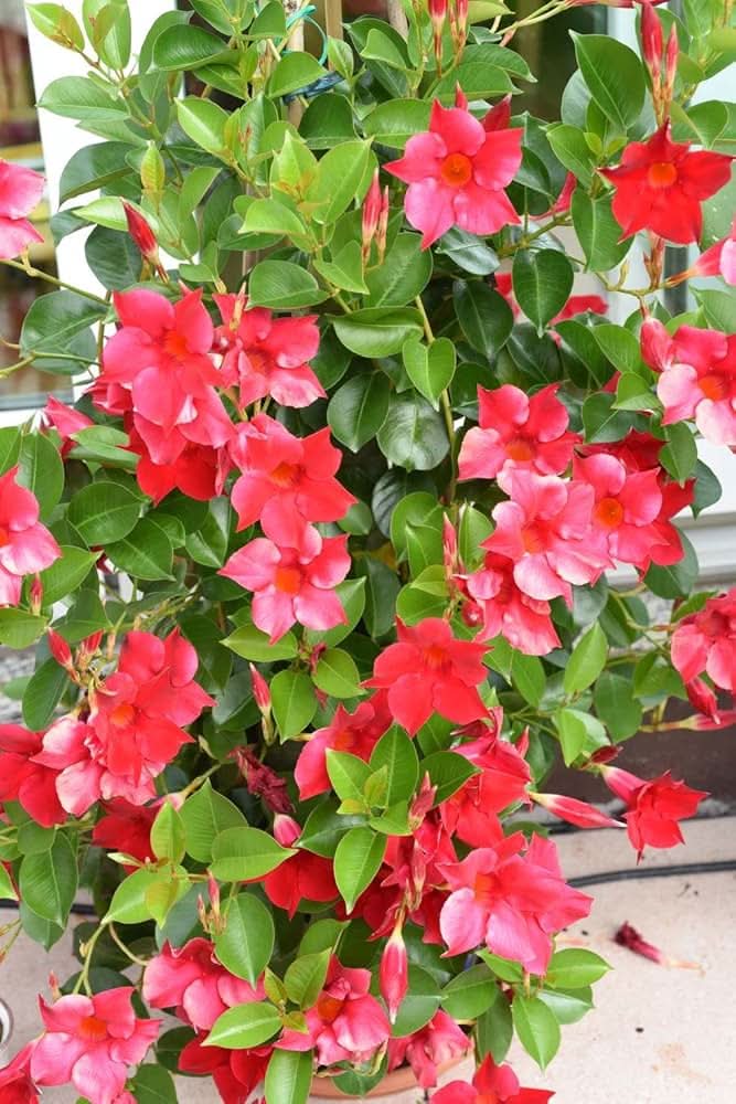 Mandevilla Mandevilla Sanderi climbing flower seeds for planting in vertical garden trellises and home fences