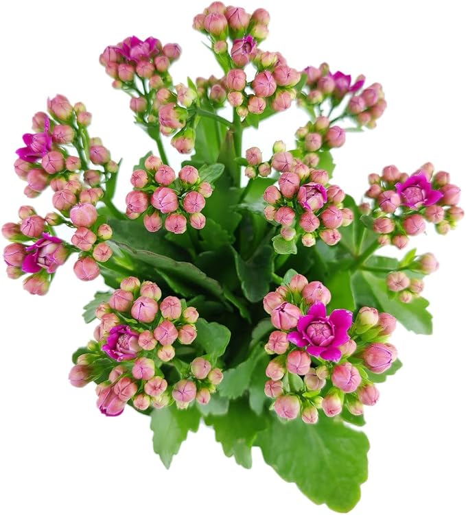 Kalanchoe Seeds, Kalanchoe Blossfeldiana, Potted Plants, Flowering Plants