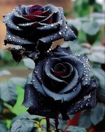 Rose Bush Flower Seeds for Planting – Heirloom, Non-GMO Seeds for Garden Landscaping - Bush for planting in home garden
