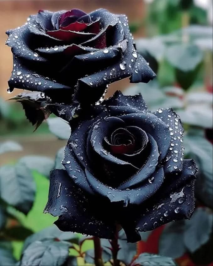 Rose Bush Flower Seeds for Planting – Heirloom, Non-GMO Seeds for Garden Landscaping - Bush for planting in home garden