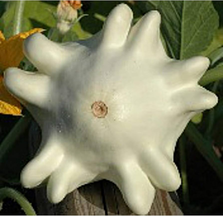 Finger Squash Cucurbita moschata for planting in vegetable patch