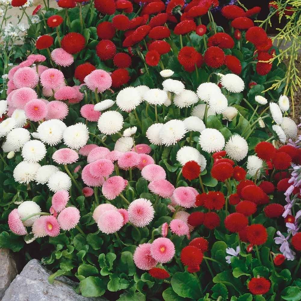 Daisy Lipstick Bellis perennis Flower Seeds for Planting in Flower Bed