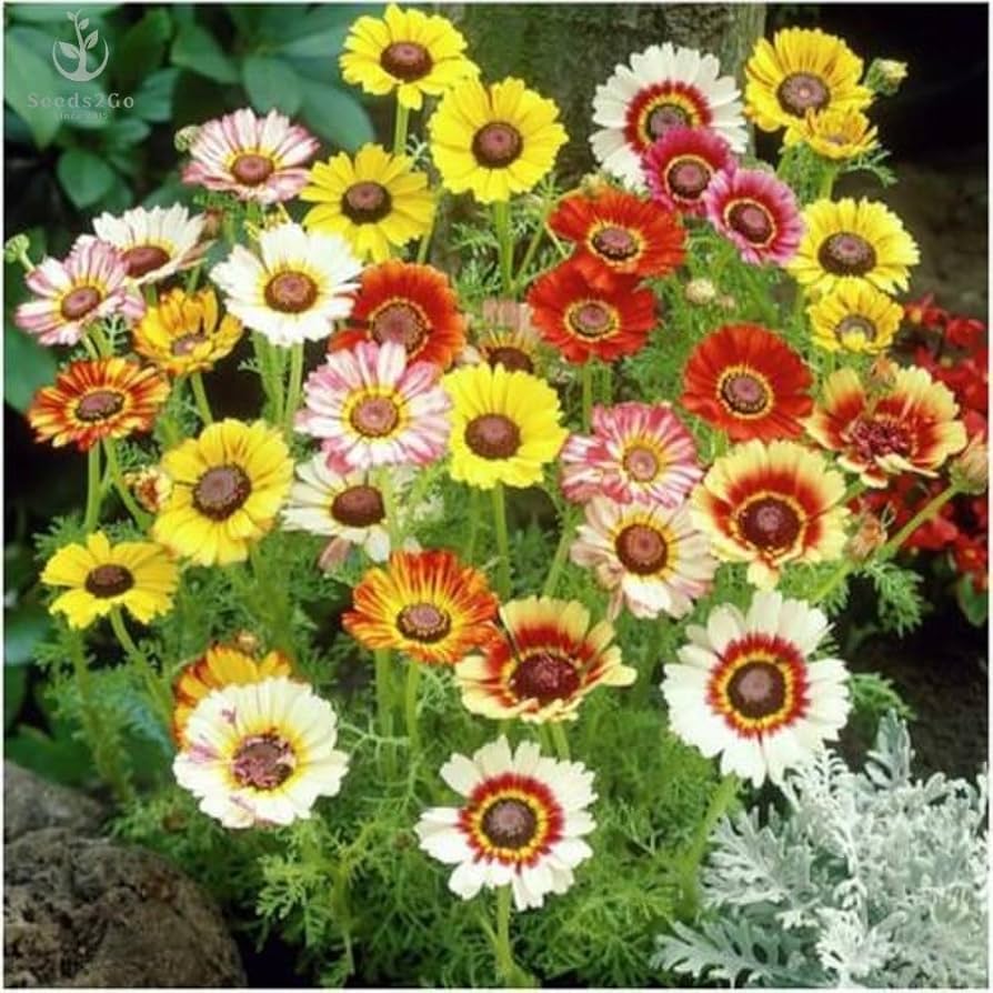 Daisy Bellis Perennis Rainbow Flower Seeds for Planting – Suitable for Vertical Garden and Decorative Landscaping