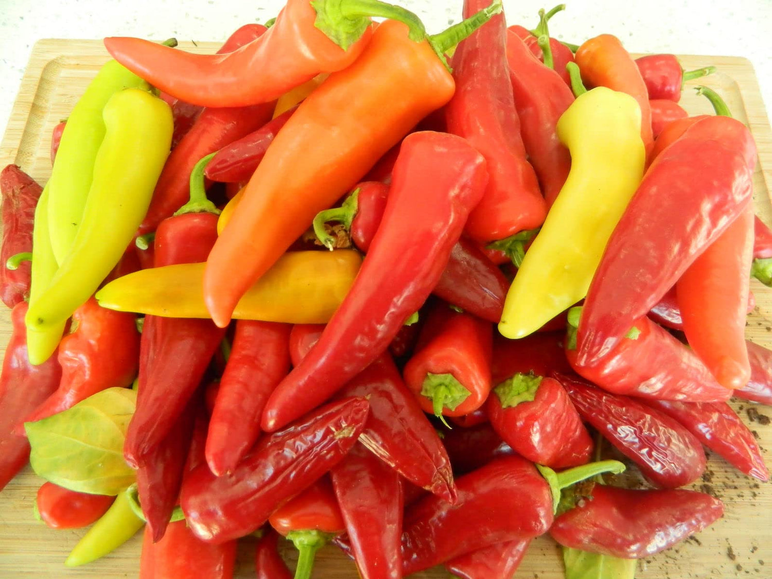 Hungarian Pepper Capsicum annuum for planting in vegetable patch