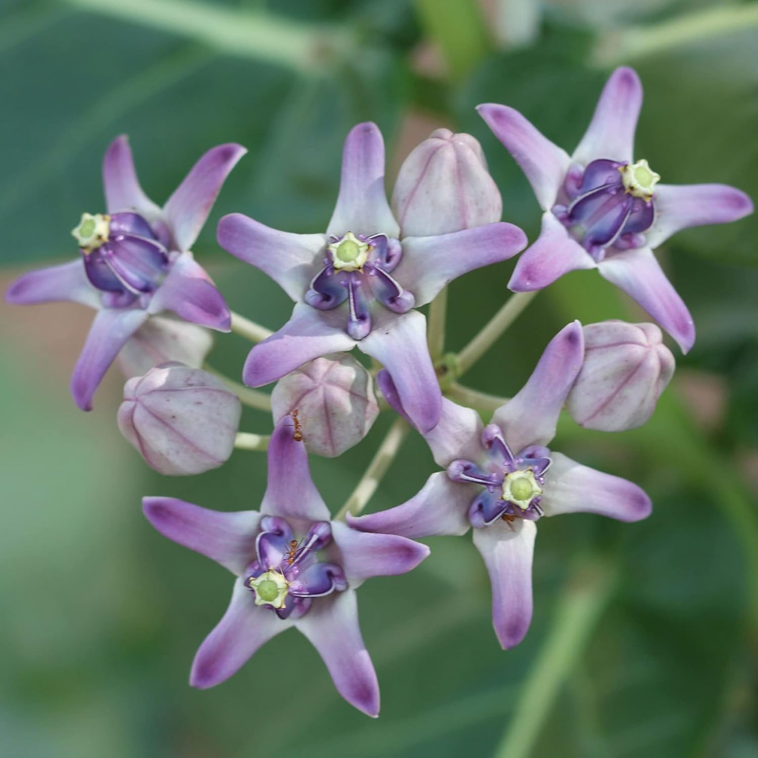 Calotropis Gigantea Seeds