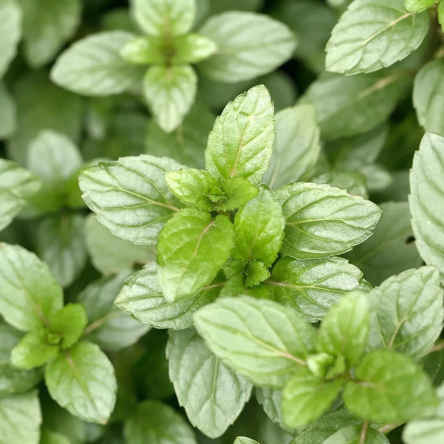 Chocolate Mint Seeds