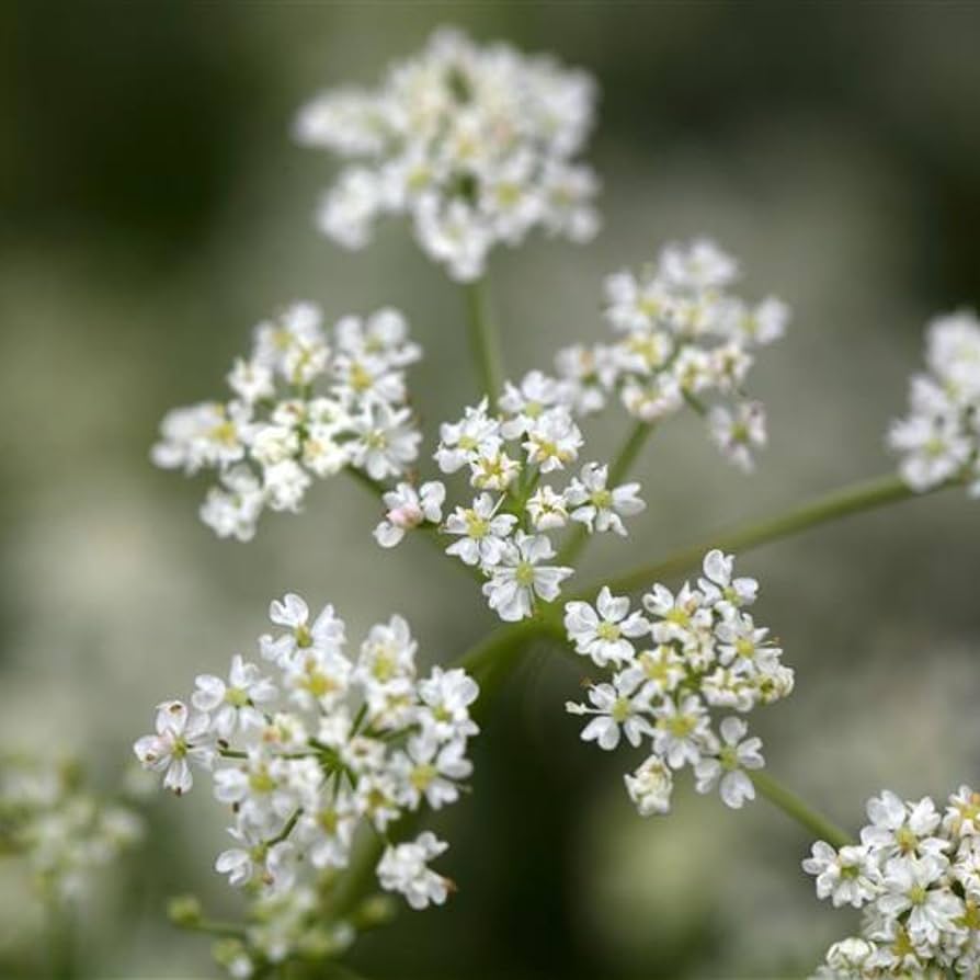 White Caraway Plant Seeds for Planting-Flavorful Herb Gardens – Fresh Herb for Your Garden