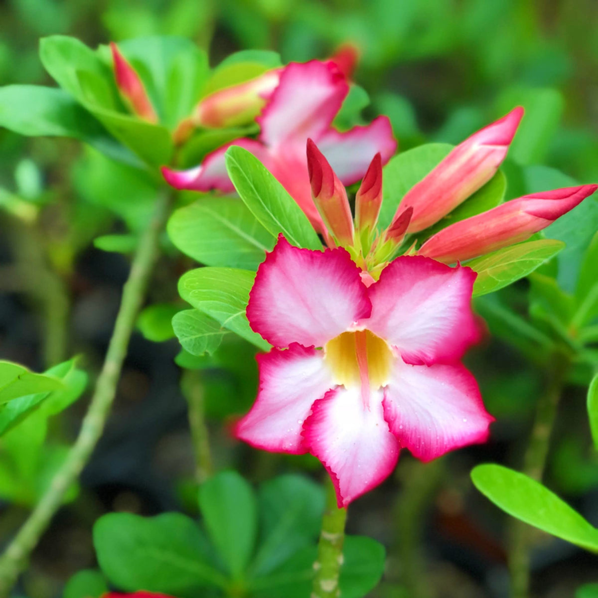 Pink Panther Desert Rose Seeds for Planting Adenium Flower – Heirloom, Non-GMO