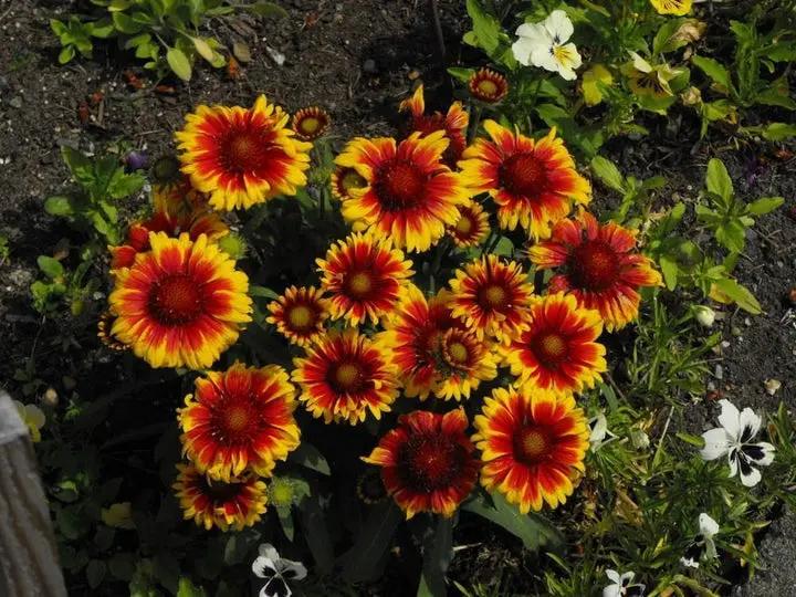 Gaillardia Aristata Flower Seeds for Planting - NON GMO Seeds Dhara Seeds