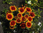 Gaillardia Aristata Flower Seeds for Planting - NON GMO Seeds Dhara Seeds