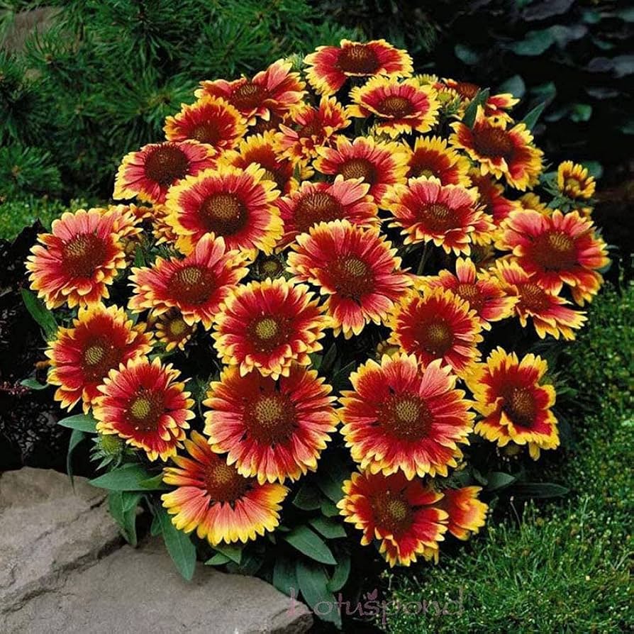 Blanket Flower Mix Seeds – Annual & Perennial Heirloom, Non-GMO, Attracts Hummingbirds & Butterflies
