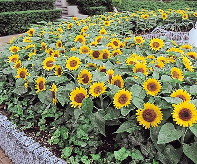 Pcs Flare Sunflower Seeds Dwarf cm Pollen-Free