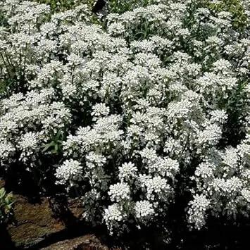 White Candytuf Flower Seeds for Planting - NON GMO Seeds Dhara Seeds