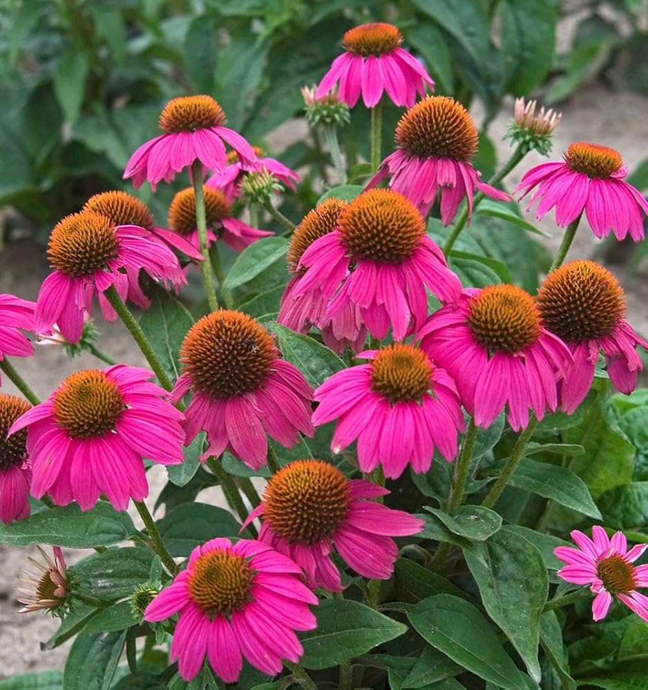 Echinacea Purpurea Seeds - Coneflower Seeds for Healing & Garden Use