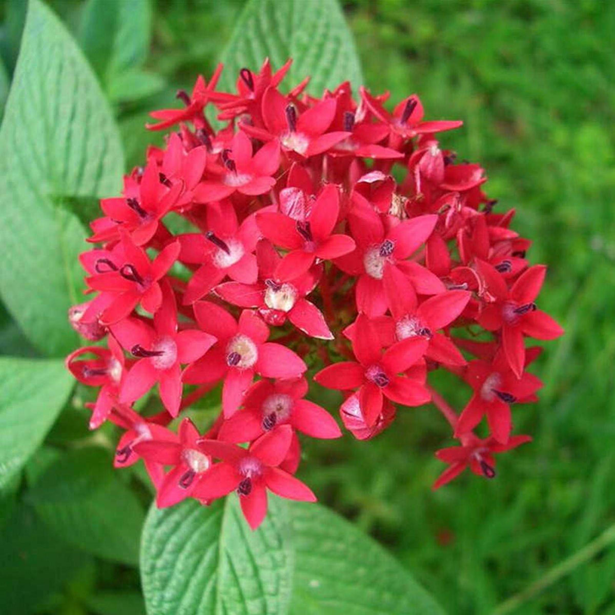 Pentas Lanceolata Seeds for Flower Bed – Shop Now – Dharaseeds
