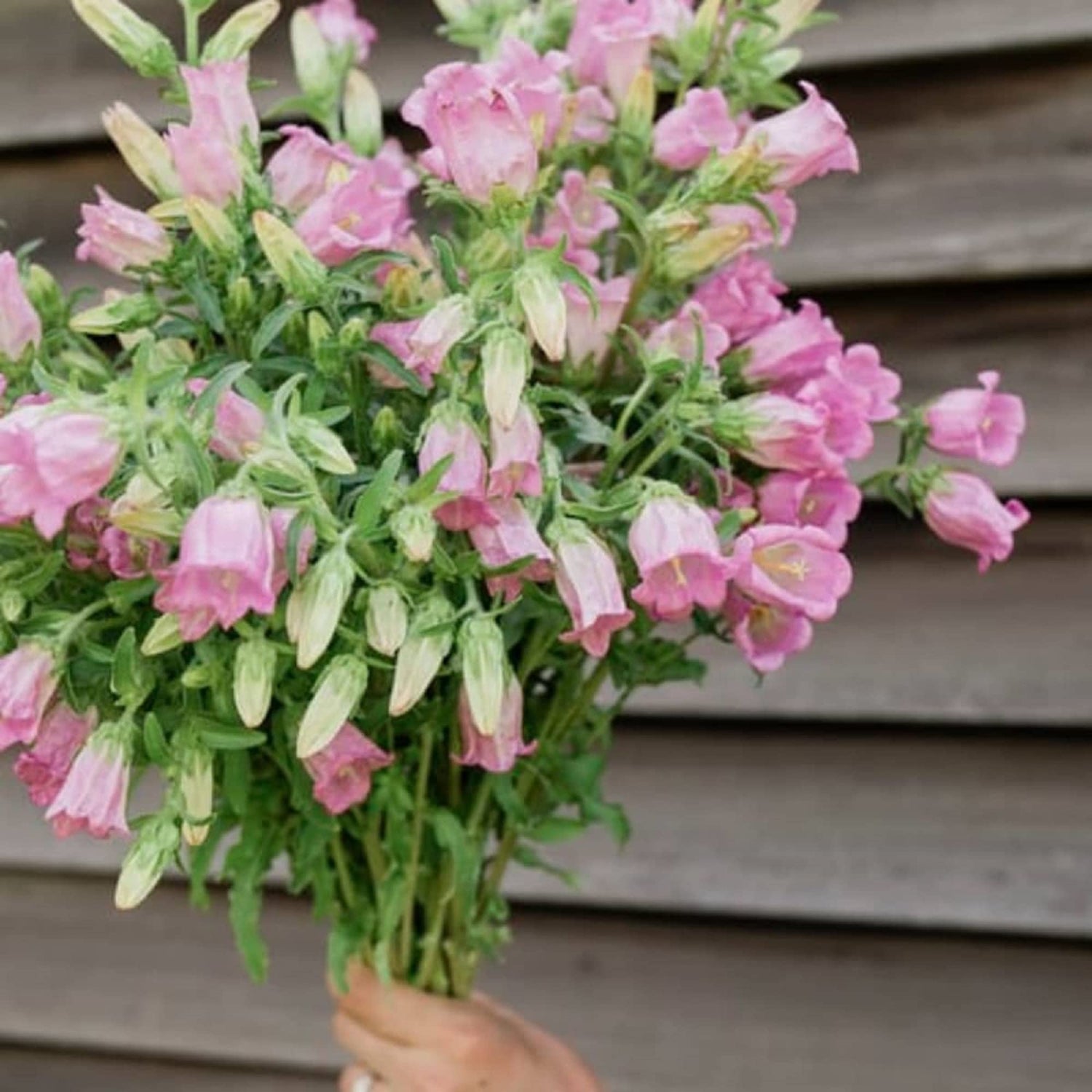 Canterbury Bells Campanula medium Seeds for Planting home garden flower bed