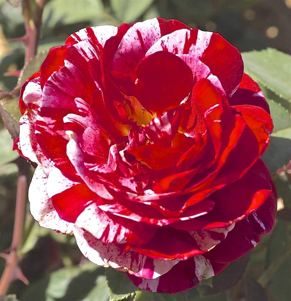 Rose Rosa hybrida flower seeds for vertical or backyard gardens