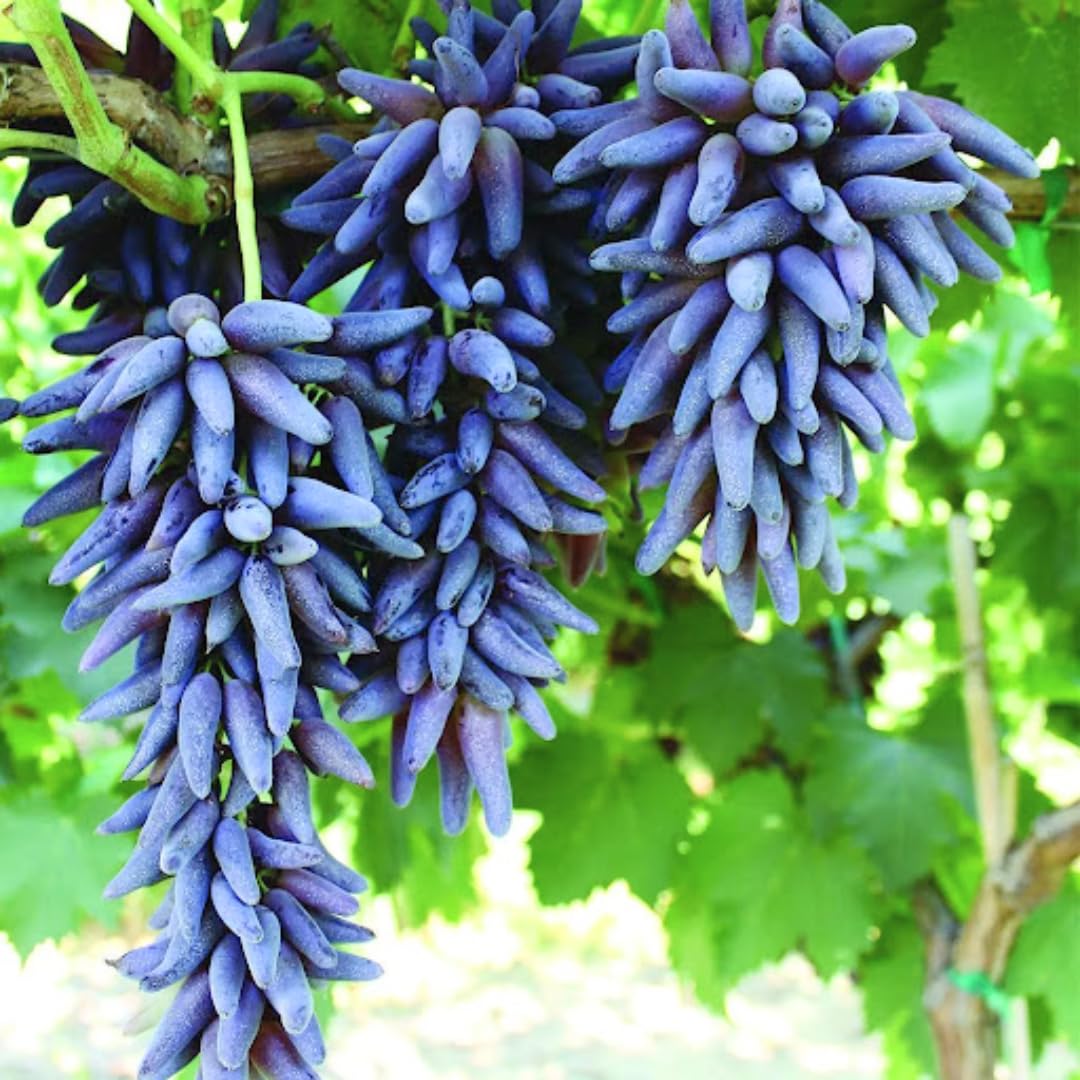 Finger Grape Vitis vinifera Seeds for Planting in Bonsai Pot and Fruit Garden