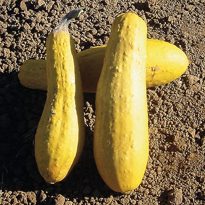 Early Productive Yellow Straightneck Squash Seeds
