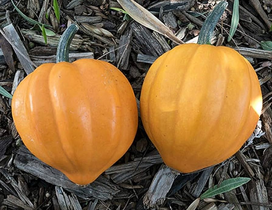 Table Gold Acorn Squash Seeds – Nutty Sweet Winter Variety
