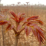 Chinese toon Toona sinensis vegetable seeds
