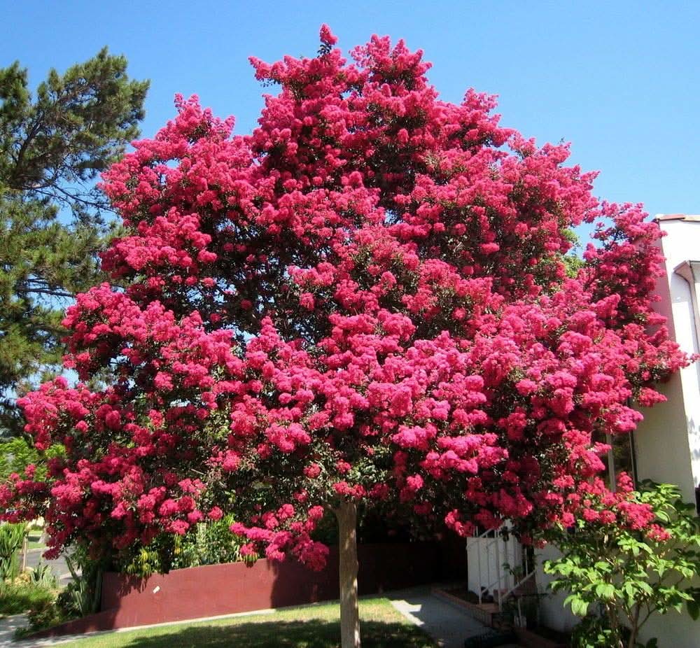 Crape Myrtle Lagerstroemia Indica flower seeds for planting in home garden landscapes and outdoor pots