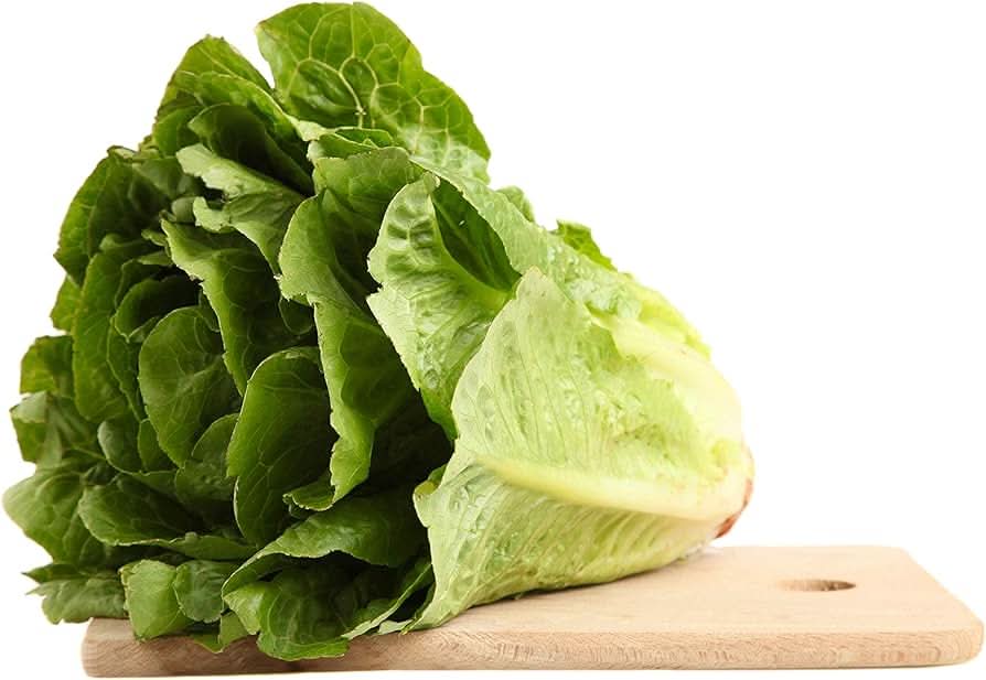 Parris Island Lettuce Green Lettuce Plant Seeds