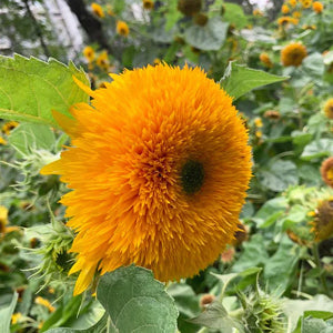high-germination-non-gmo-teddy-bear-sunflower-seeds


