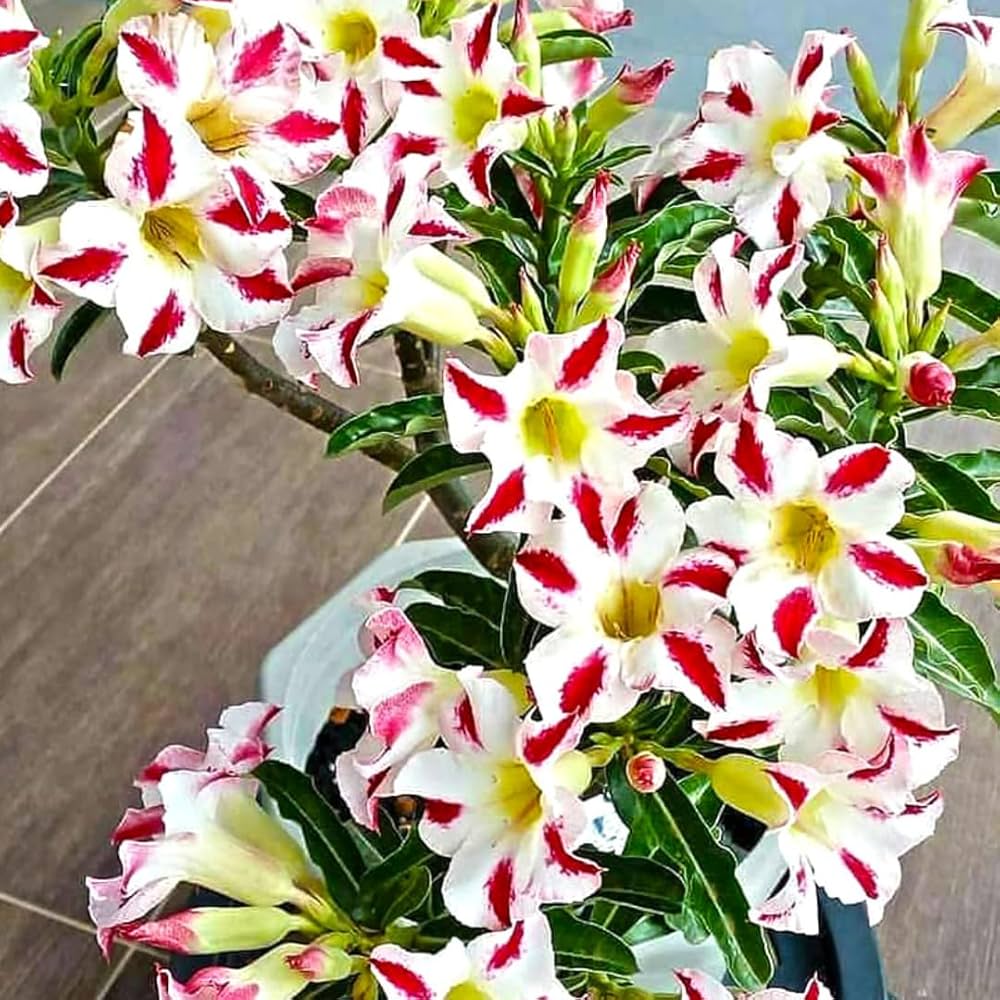 Desert ornamental red flower seeds