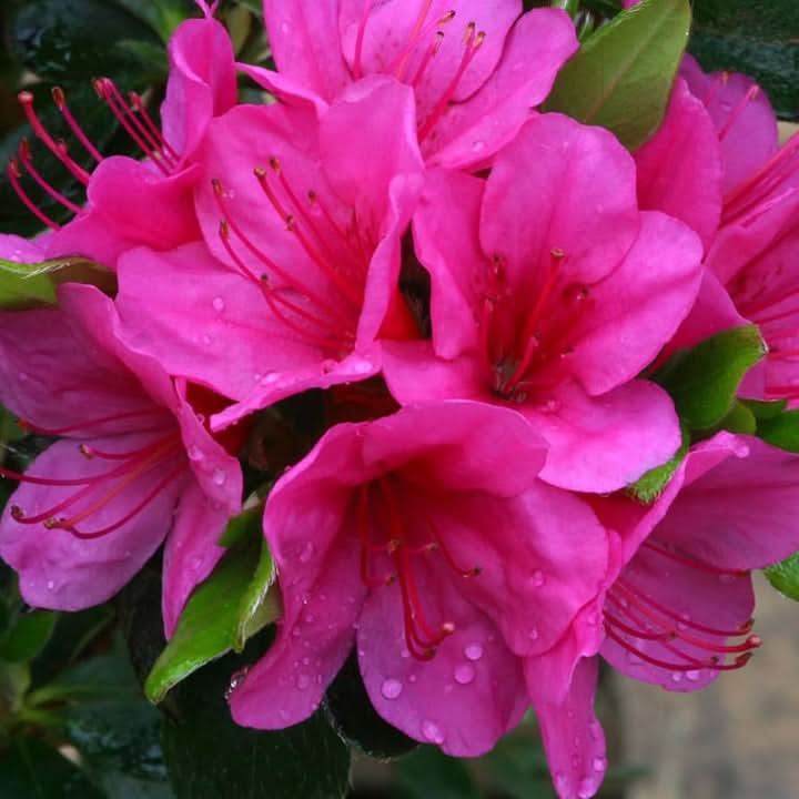 Azalea Rhododendron Pink Flower Seeds for Planting – Colorful Ornamental Blooms