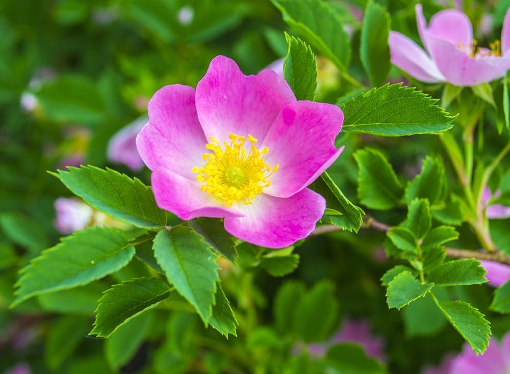Prairie Wild Rose Rosa setigera Seeds for Planting - Ideal for Home Garden & Flower Bed
