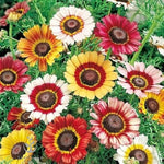 Daisy Bellis perennis for planting in flower bed