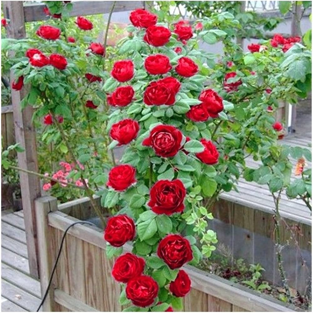 Climbing Polyantha Rose Rosa seeds for DIY home garden decoration