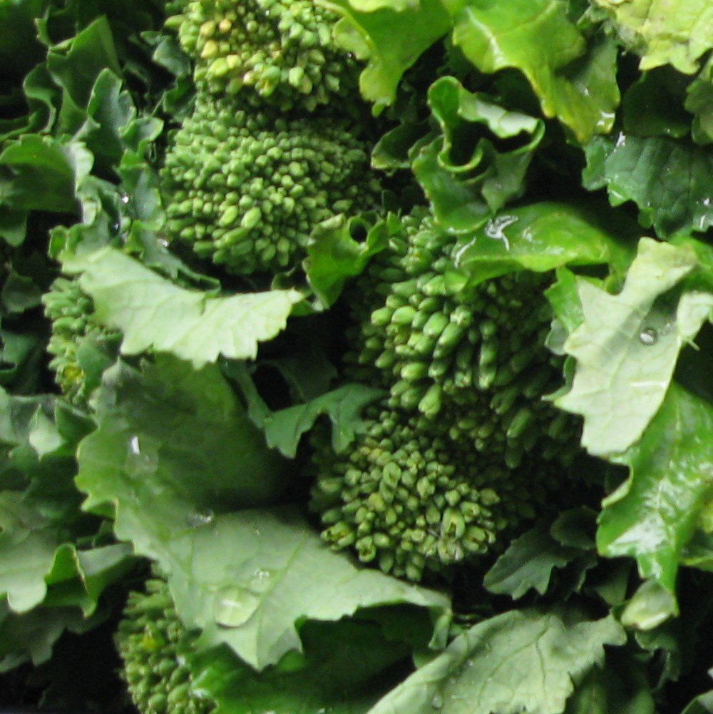 Heirloom Broccoli Raab Seeds for Planting