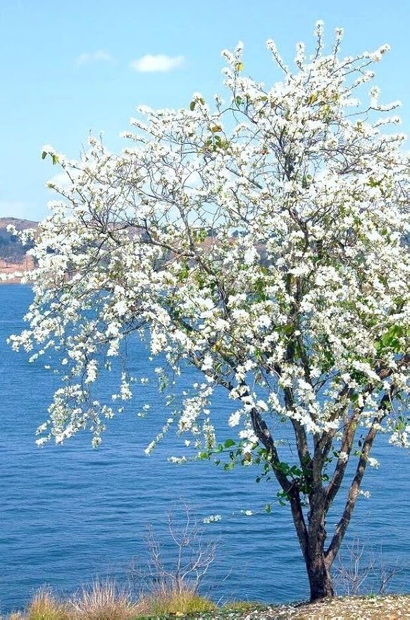 Dwarf White Bauhinia Snowy Orchid Tree Seeds Seeds