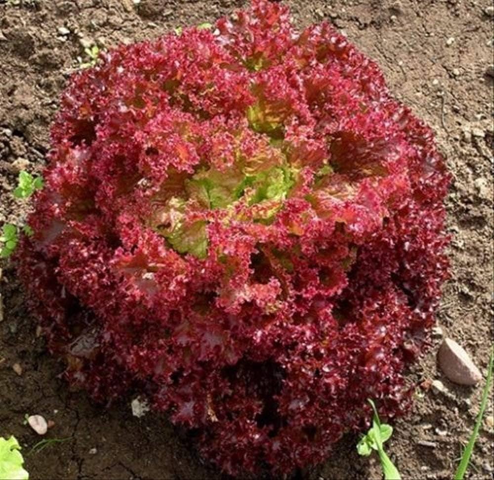 Lettuce (Lactuca sativa) Seeds for Planting for Vegetable Patch and Home Garden
