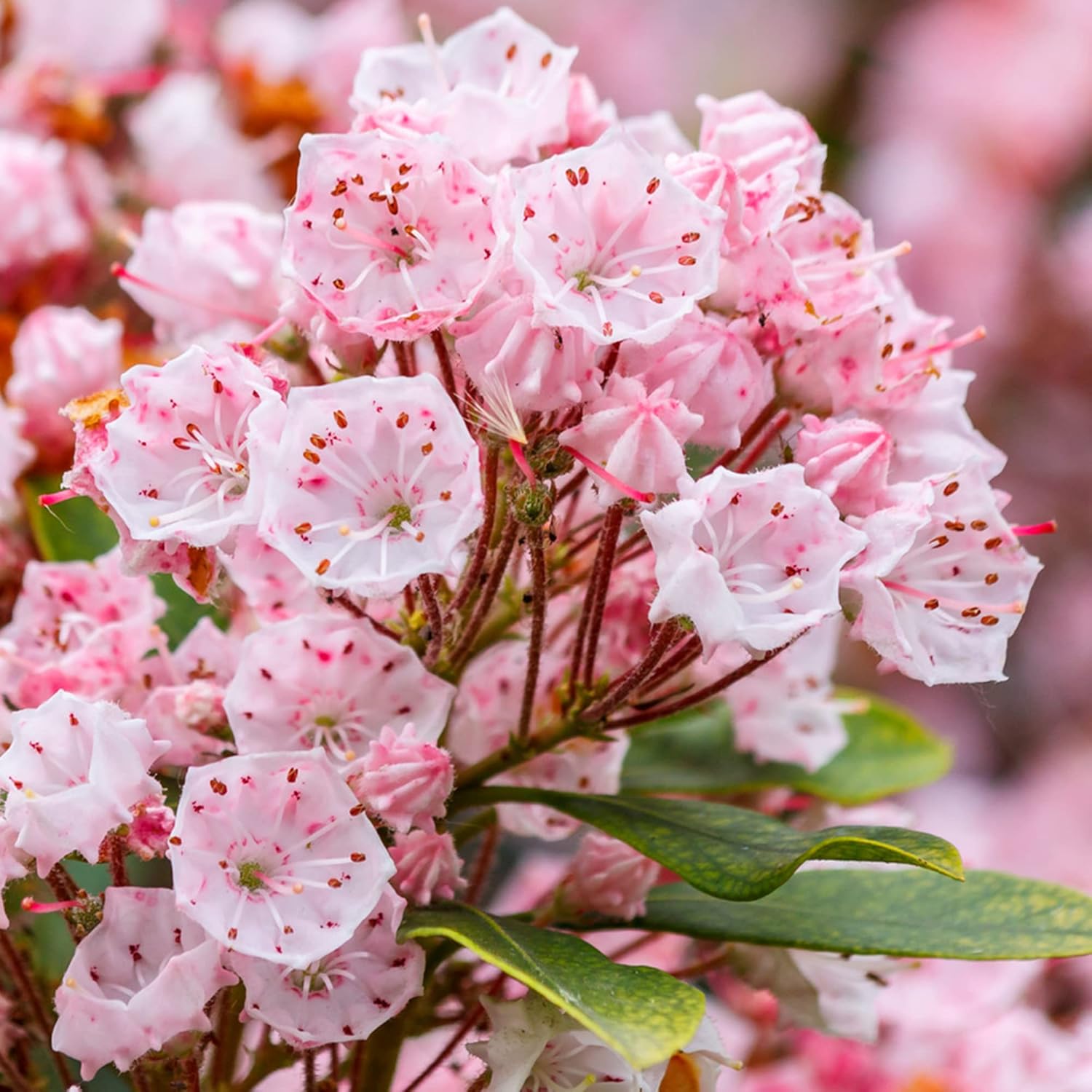 Mountain Laurel Seeds