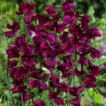 Strong Sweet Pea Night for planting
