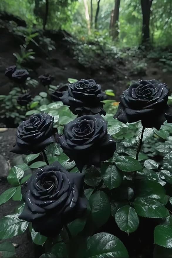 Rose Rosa Hybrida Black Flower Seeds for Planting – Striking Dark Blooms for Garden Beds and Ornamental Use