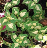 Green White Coleus Plant Seeds for Planting – NON GMO Seeds Dhara Seeds
