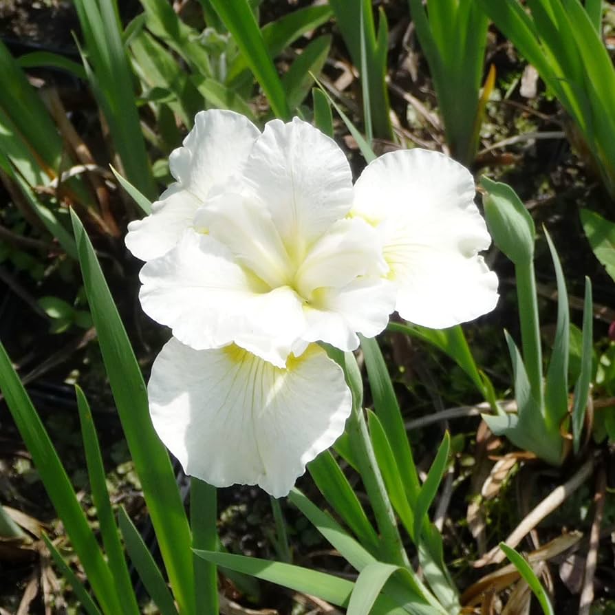 Beet Beta Vulgaris Crosby Egyptian Vegetable Seeds for Planting – Heirloom Variety for Sweet and Tender Harvest