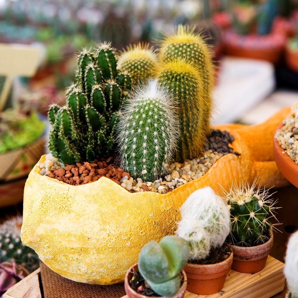 Cactus Mixed Species Mini Succulent Seeds for Planting