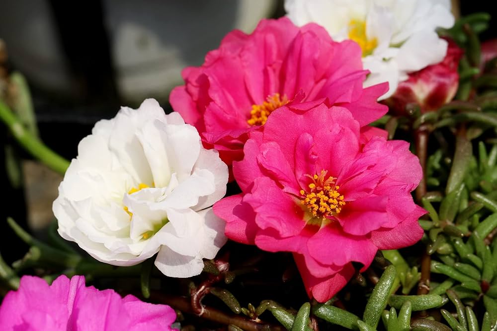 White Pink Moss Rose Plant Seeds for Planting Non-GMO Heirloom Garden Seeds for Growing Beautiful Flowers seeds for planting in home garden