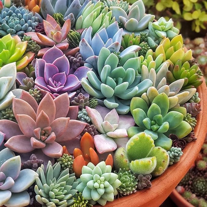 Rare Clovanty Seeds for Bonsai and Flower Gardens