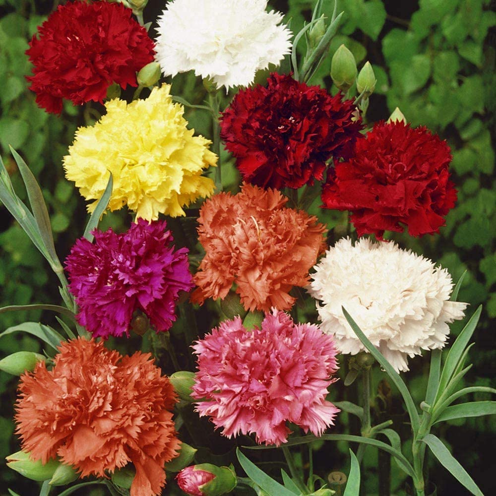 16-Color Carnation Seeds – Dianthus Caryophyllus Perennial Flower